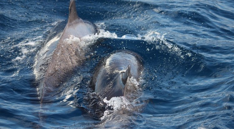 Dive into Adventure: Tenerife Dolphin Tours and More!
