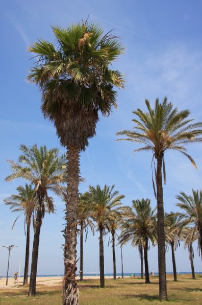 Discover Valencia: Beaches, Paella Festival, and Hidden Gems