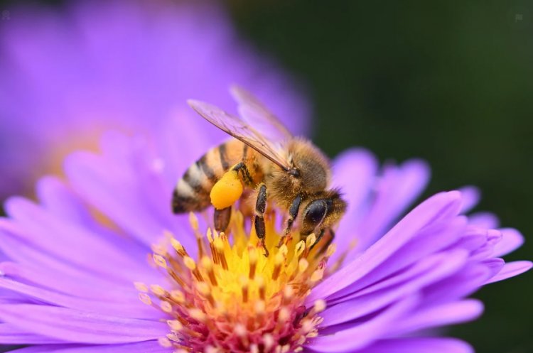 The Effects of Bee Stings on Humans: Treatments and Prevention Methods