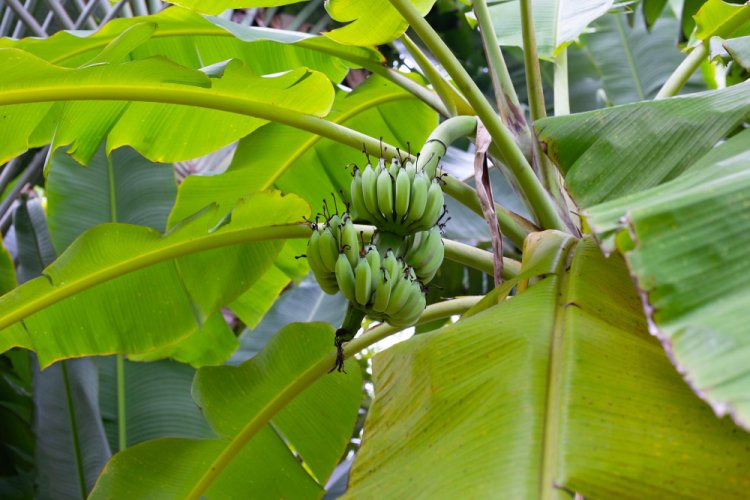 The Versatile Banana: A Comprehensive Overview