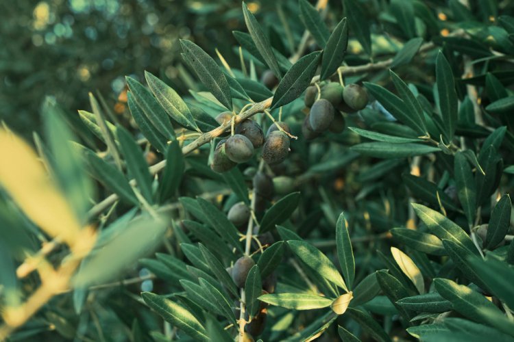 The Versatile Olive: A Comprehensive Exploration
