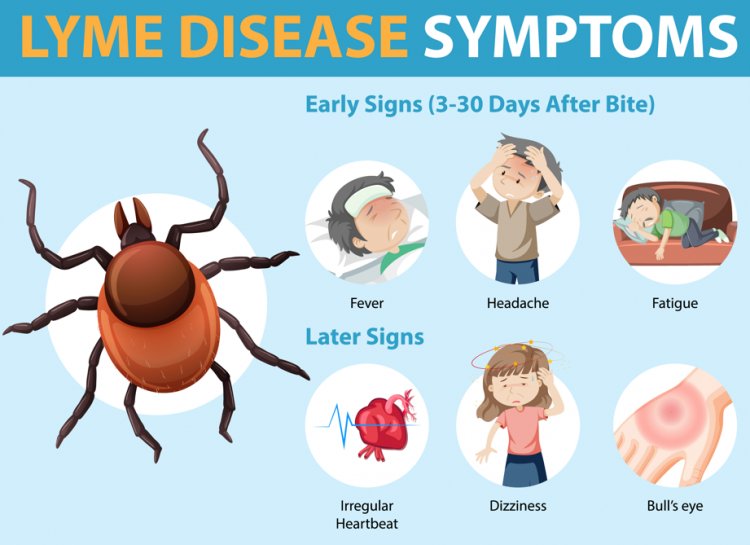 Lyme Disease Demystified: Separating Fact from Fiction