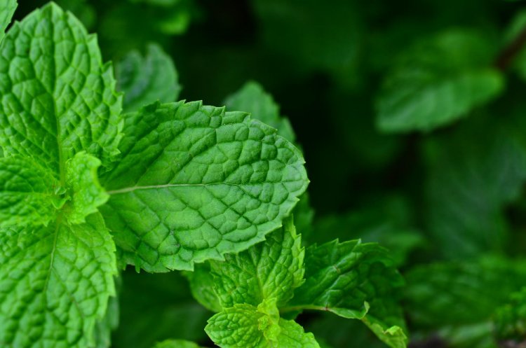 Spearmint: A Versatile Herb with Many Benefits