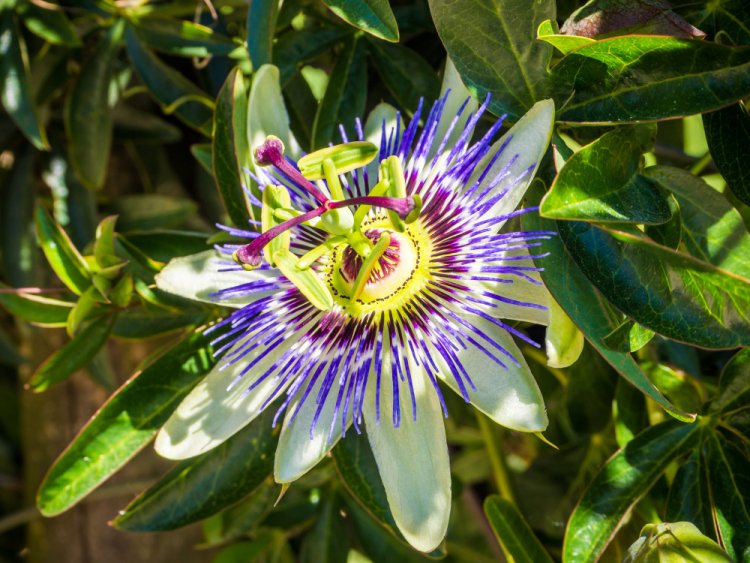 Passiflora: The Exotic Fruit with Extraordinary Health Benefits