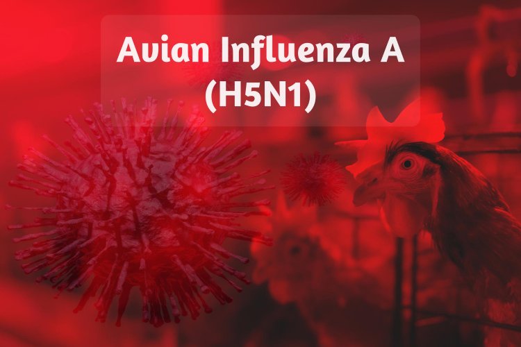 H5N1 Influenza: Bridging the Gap Between Birds and Humans