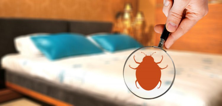 Bed Bug Infestations: From Detection to Eradication