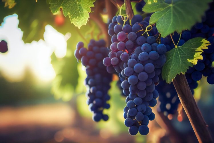 Grapes: Nature's Juicy Gems
