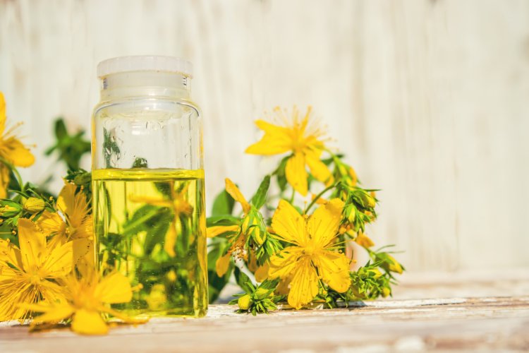 St. John's Wort Oil: Varieties, Benefits, Applications, and Precautions