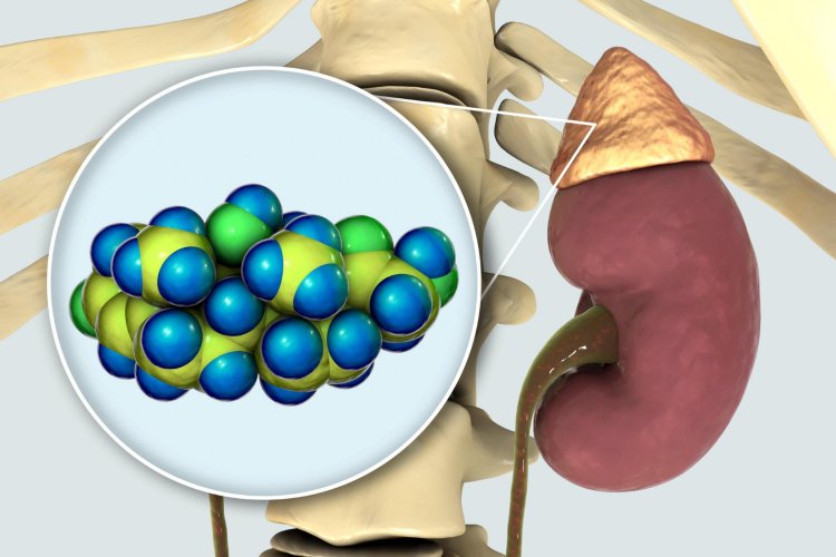 Adrenal Glands Hormones, Related Disorders, Diagnosis, and Treatment