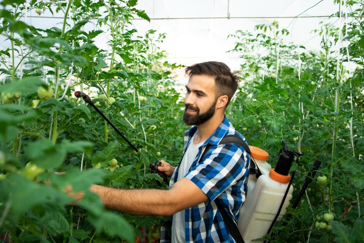 From Field to Table: Pesticides' Journey, Risks, and Responsible Use