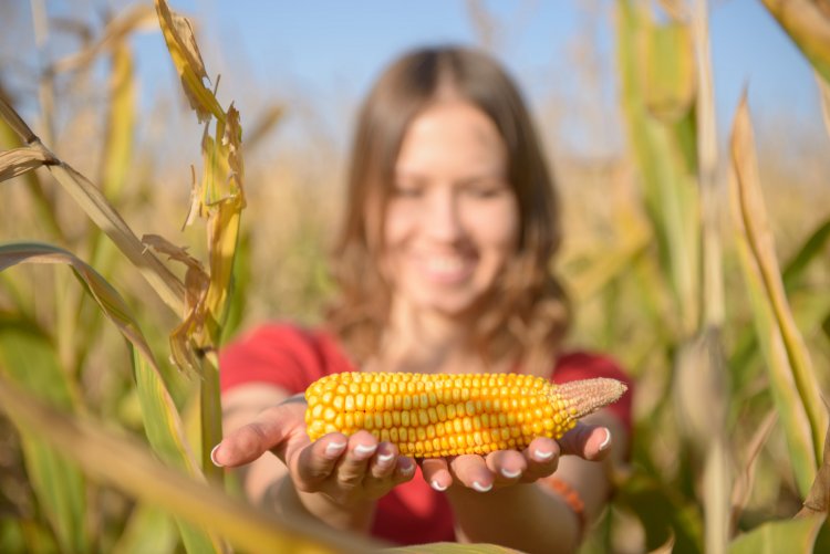 Maize: A Staple Crop with a Rich History, Diverse Uses, Health Benefits, and Culinary Versatility