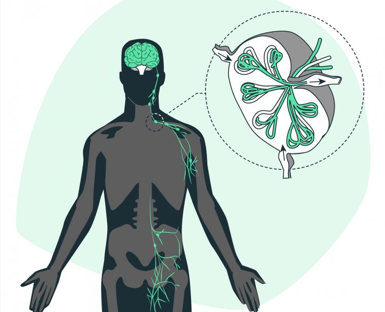 Lymph Nodes: Understanding Their Role, Causes of Swelling, Diagnosis, and Treatment