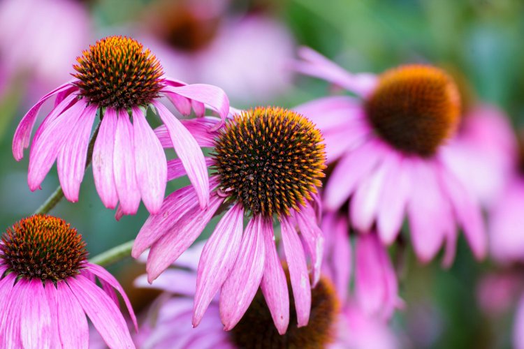 Echinacea: Nature’s Immune Booster and Health Ally