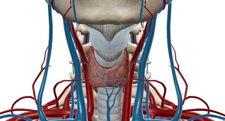 Hyperparathyroidism: An In-Depth Exploration of Causes, Subtypes, Clinical Presentations, Diagnostic Approaches, and Treatment Modalities