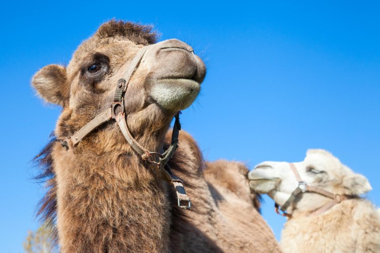 From Camels to Humans: The Journey of MERS-CoV