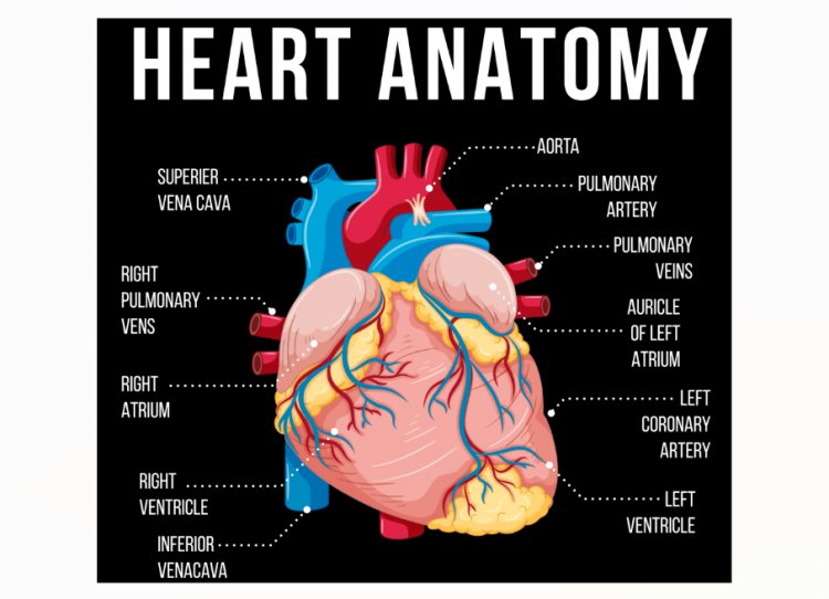 Heart Matters: Symptoms, Causes, and Prevention of Cardiovascular Diseases