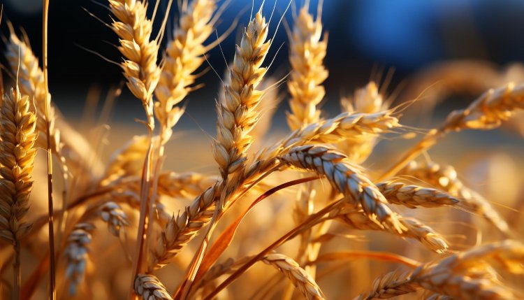 Wheat: A Versatile Staple Crop Enriching Culinary Traditions and Human Health