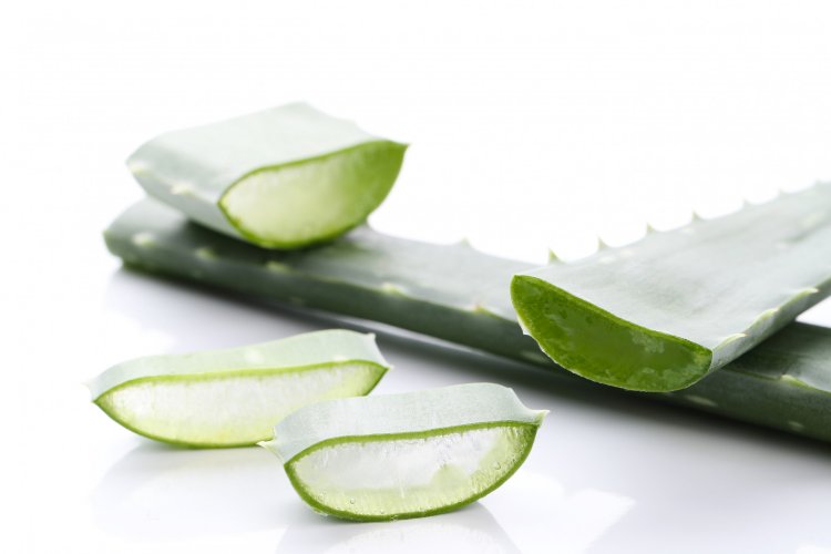 The Miracle Plant: A Comprehensive Guide to Aloe Vera