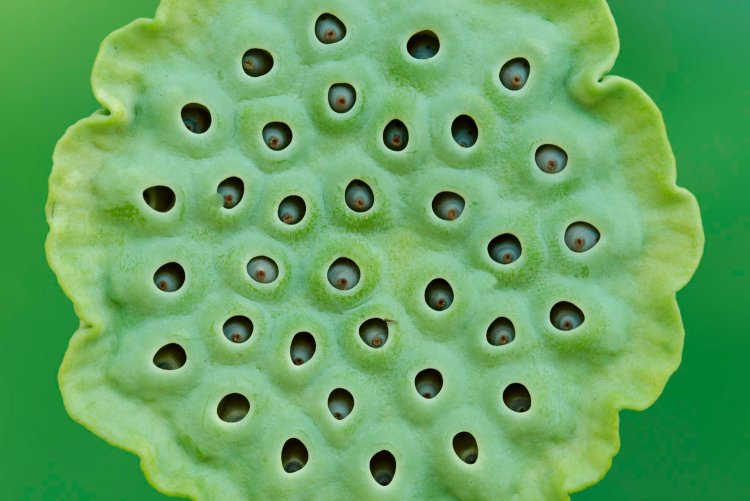 Exploring Trypophobia: Understanding the Fear of Small Holes