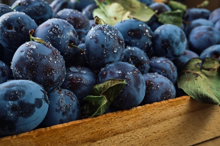 Exploring the World of Plums: An In-Depth Guide