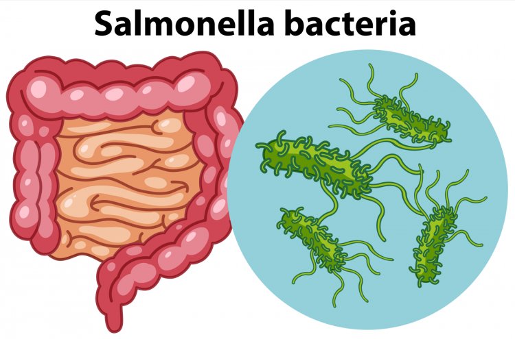 Silent Invaders: How Salmonella and Shigella Spread and How to Stop Them