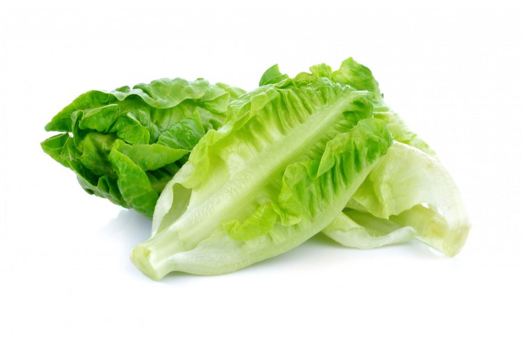 Lettuce: A Versatile and Nutritious Green Leafy Vegetable