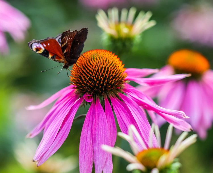 Echinacea Tea: Exploring Its Benefits, Uses, and Preparation Methods