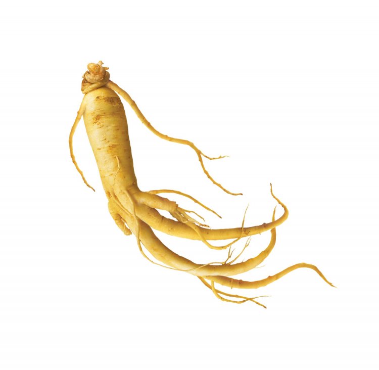 Ginseng and Longevity: Ancient Wisdom Meets Modern Science