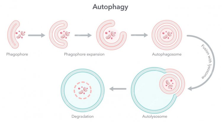 Cellular Recycling: Exploring the Marvels of Autophagy