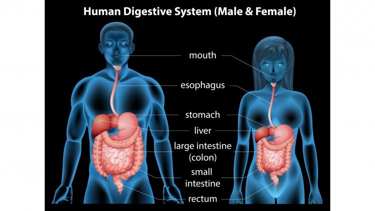 The Intricate Symphony of Digestion: A Deep Dive into the Human Digestive System