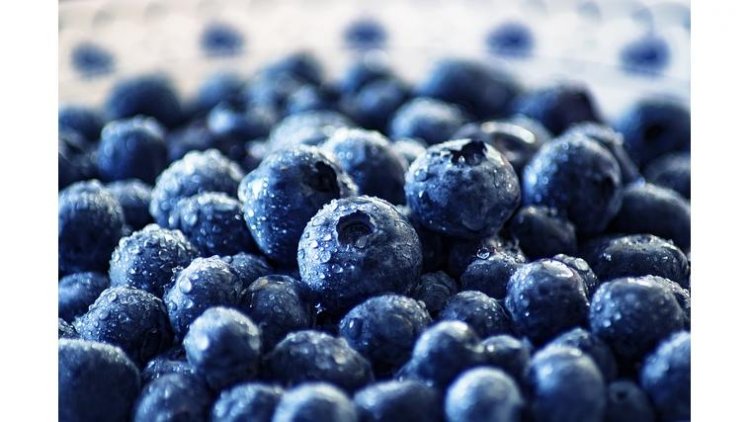 The Enigmatic Power of Blueberries: Nature’s Tiny Superheroes