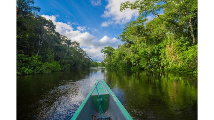 Journey into the Heart of the Amazon: A Wildlife Odyssey