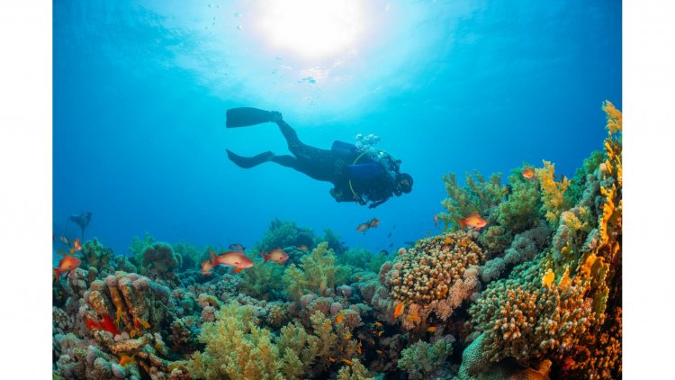 Dive into Paradise: The Ultimate Guide to the Red Sea's Best Diving Spots