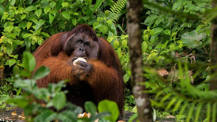 Jungle Jewels: Unveiling the Hidden Treasures of Borneo's Wildlife Sanctuaries